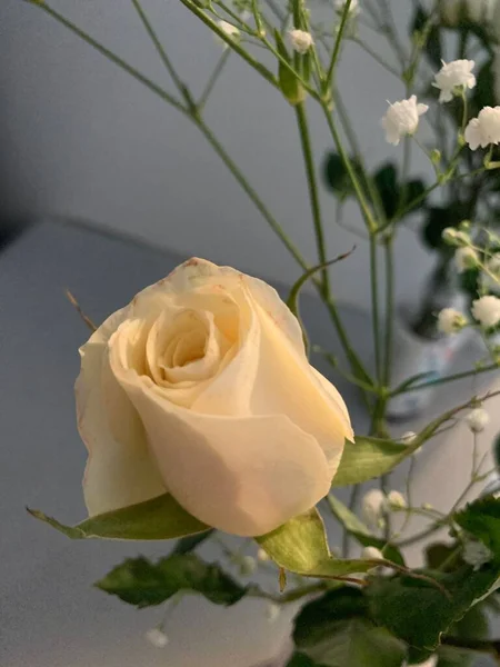 淡黄色玫瑰的美丽景色 — 图库照片