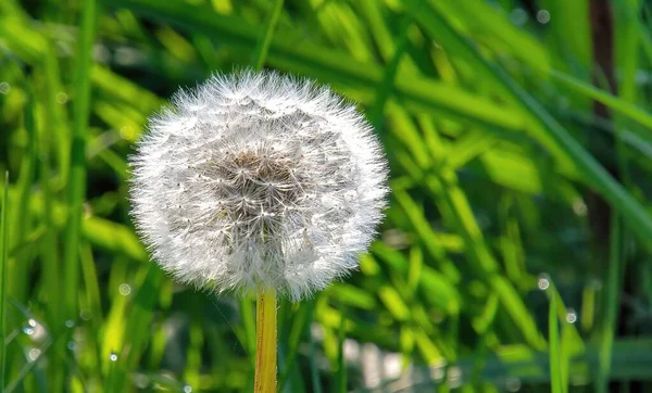 Closeup Shot Common Dandelion Grass Background — Stock Photo, Image