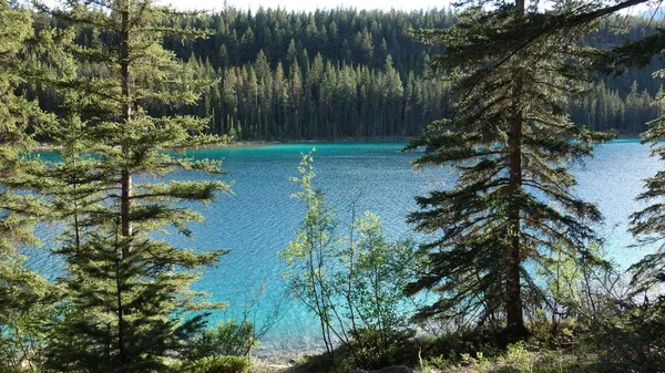 Чудовий Краєвид Озера Зеленому Лісі Долині Яти Озер — стокове фото