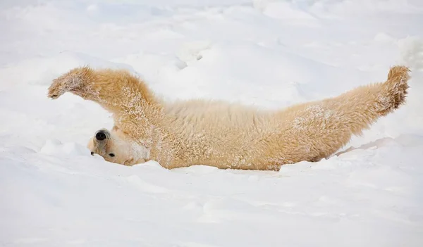 Белый Медведь Растянувшийся Снегу Национальном Парке Вапуск Канада — стоковое фото