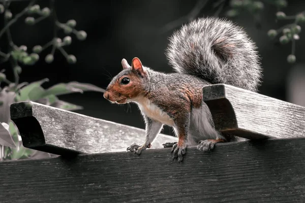 Ein Eichhörnchen Steht Auf Einem Holzzaun — Stockfoto
