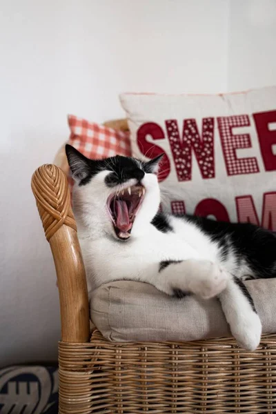 Vertical Shot Black White Yawning Cat Laying Armchair — Stock Photo, Image