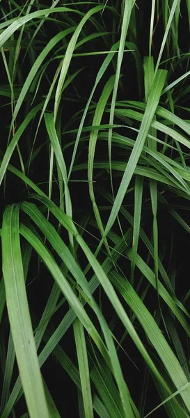 Een Verticale Glazen Plant Textuur Achtergrond — Stockfoto