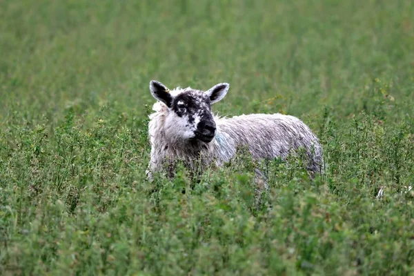 黑白相间的泰斯沃特羊群在绿地里四处张望的特写镜头 — 图库照片