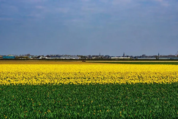 Wide Field Yellow Flowers — Stock Photo, Image