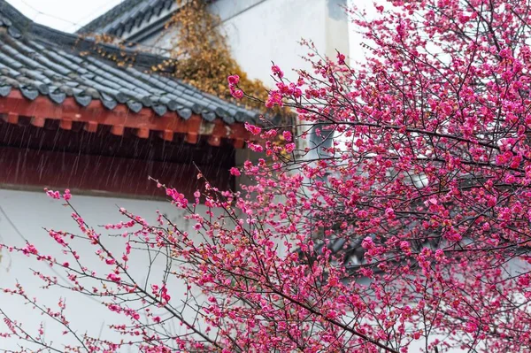東湖梅園は中国で梅の花を楽しむための有名な場所です 山や水に囲まれ 美しい景色を持っています — ストック写真