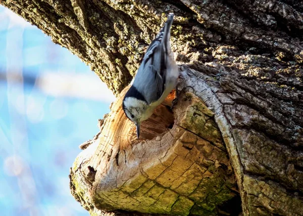 野生の木の丸太の上に立っている白い胸肉の塊のショット — ストック写真