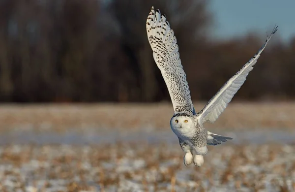 野原を飛ぶ美しい雪のフクロウ — ストック写真