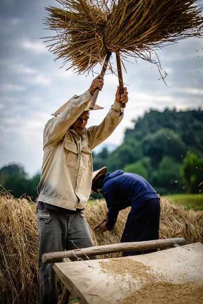 Selektywny Dorosły Rolnik Kapeluszem Palmowym Zbierający Ryż Nong Khiaw — Zdjęcie stockowe