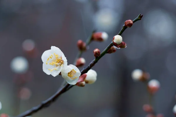 East Lake Plum Blossom Garden Lugar Famoso Para Desfrutar Flores — Fotografia de Stock
