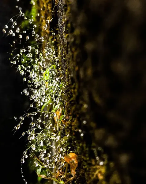 Макроснимок Капель Воды Стекающих Растения — стоковое фото
