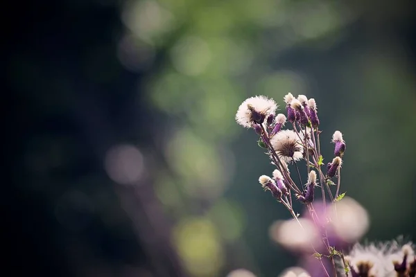 在花园里绽放野花的精选镜头 — 图库照片