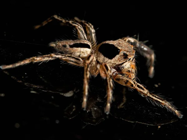 배경에 거미의 — 스톡 사진