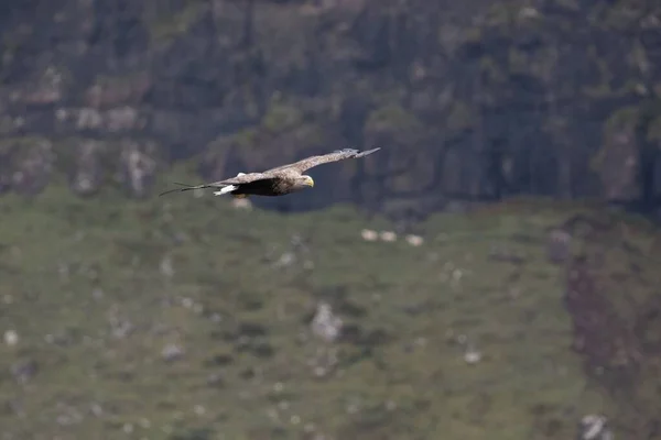 Close Uma Águia Cauda Branca Haliaeetus Albicilla Voando Sobre Colinas — Fotografia de Stock