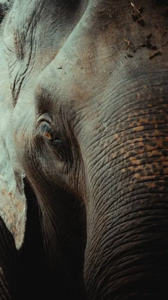 A closeup of elephant eye and trunk
