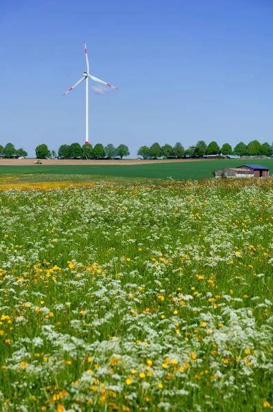 White Yellow Flowers Meadow Wind Turbine Background Southern Germany — Stock Photo, Image