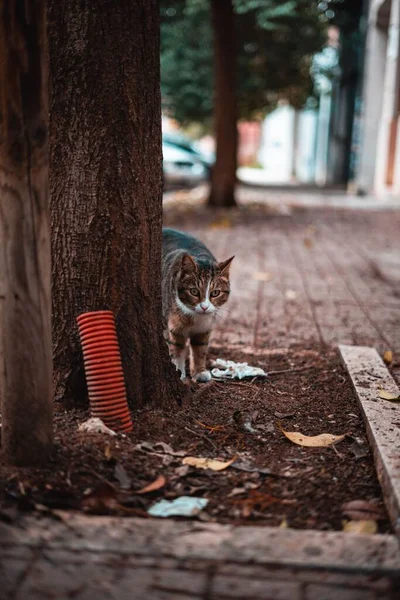 Μια Κοντινή Φωτογραφία Μιας Γάτας Δίπλα Ένα Δέντρο Στο Δρόμο — Φωτογραφία Αρχείου