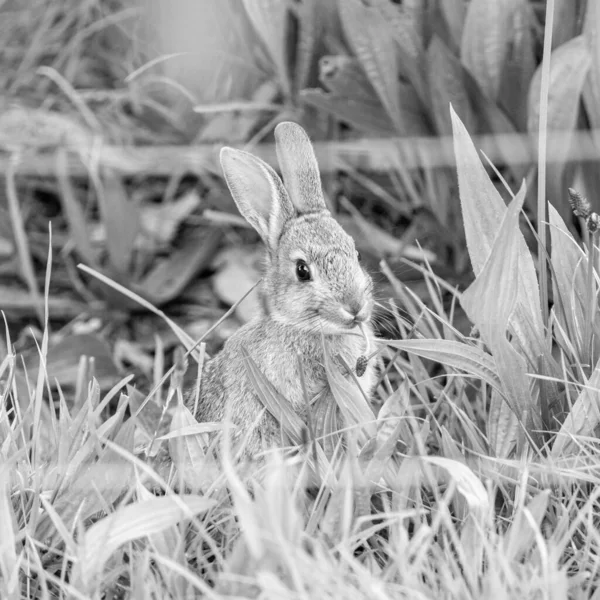 A grayscale closeup shot of a wild rabbit on a grassy field behind a fence