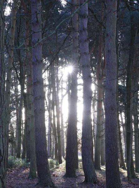 Uma Foto Vertical Árvores Parque Sutton Birmingham Reino Unido — Fotografia de Stock