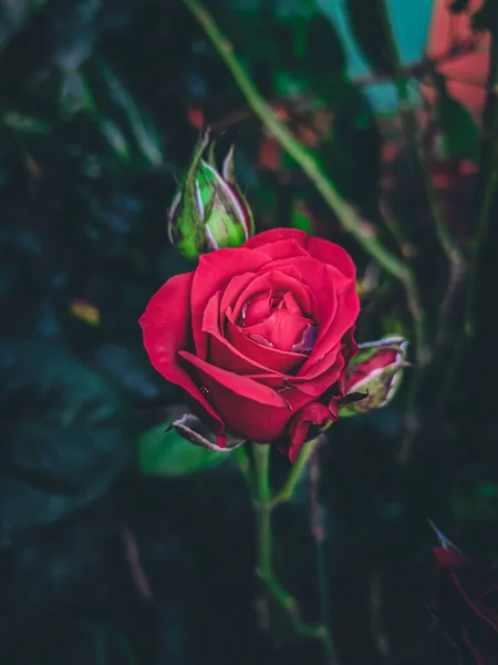 Een Close Van Bloeiende Rode Roos — Stockfoto