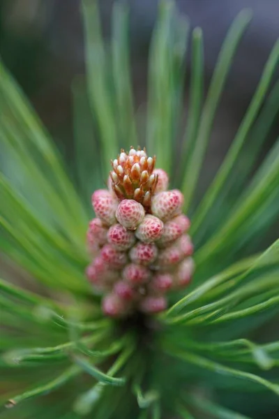 Eine Vertikale Aufnahme Einer Pinus Massoniana Die Einem Garten Mit — Stockfoto