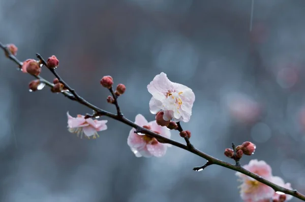 East Lake Plum Blossom Garden Ist Ein Berühmter Ort Pflaumenblüten — Stockfoto