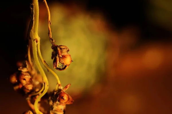 Bulanık Arkaplanı Olan Kurumuş Bir Çiçeğin Yakın Plan Çekimi — Stok fotoğraf
