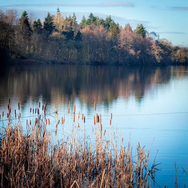 Lac Clair Calme Avec Reflet Des Arbres Dans Eau — Photo