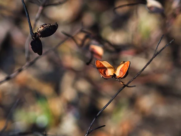 Selective Focus Needlebush Seed Pod Blurred Background Has Opened Bush — Stock Photo, Image