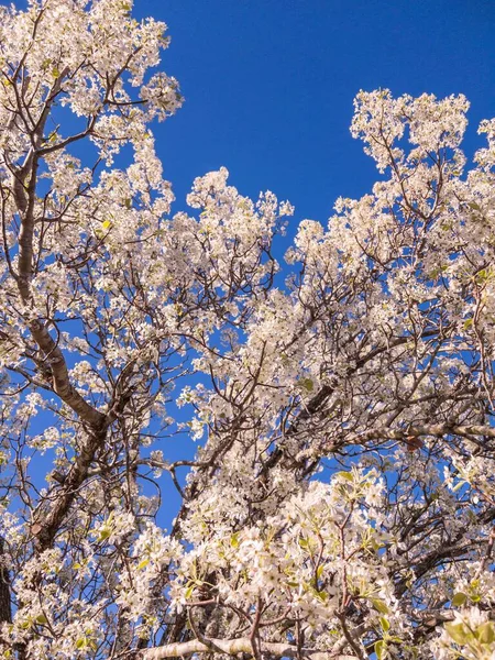 Pionowe Ujęcie Wiśniowego Drzewa Kwiatu Tle Jasnego Błękitnego Nieba — Zdjęcie stockowe