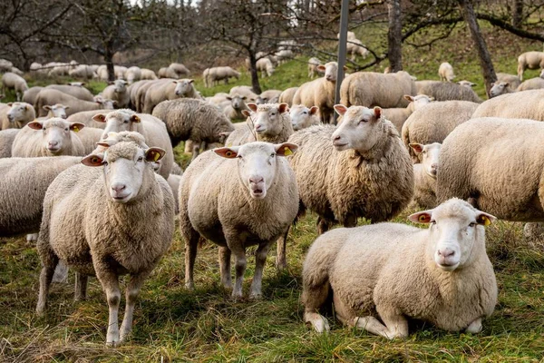 ドイツの田舎の畑で羊の放牧の群れ — ストック写真
