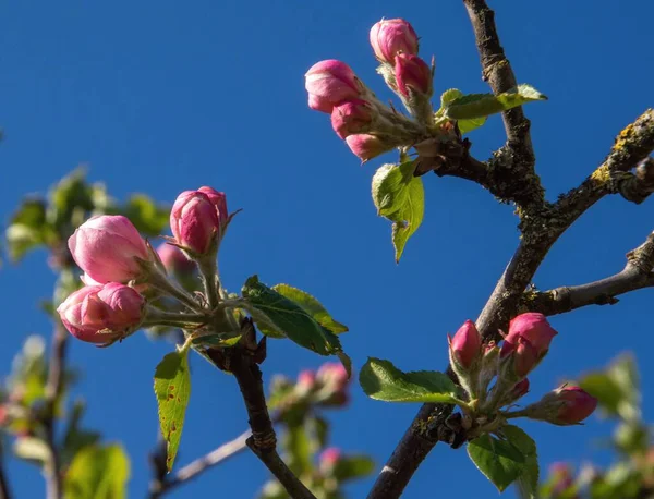 Крупный План Розовых Цветочных Бутонов Ветке Дерева Против Голубого Неба — стоковое фото