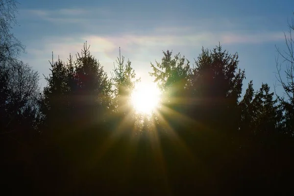 Solstjärna Skiner Träd Med Himmel — Stockfoto