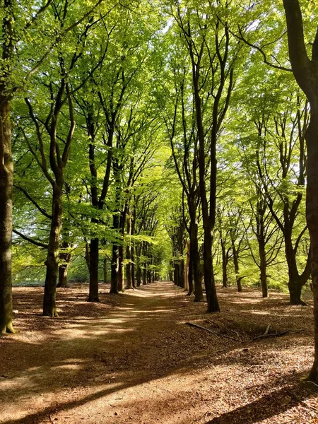 Вертикальний Знімок Високих Зелених Дерев Сонячним Світлом — стокове фото