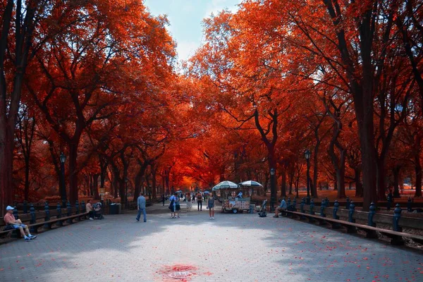 Красивый Снимок Тропы Через Парк Яркими Апельсиновыми Деревьями Нью Йорке — стоковое фото