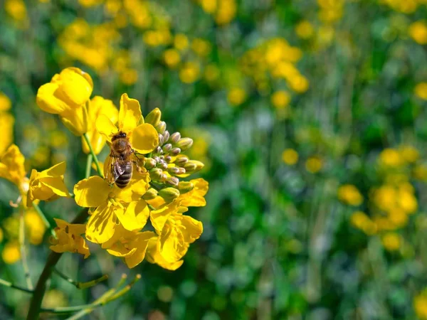 菜種の花に花粉を集めるミツバチ — ストック写真