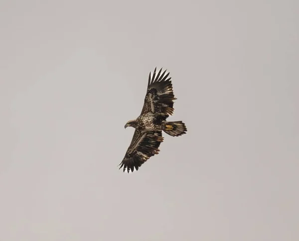 Ein Falke Flug Vor Grauem Hintergrund — Stockfoto