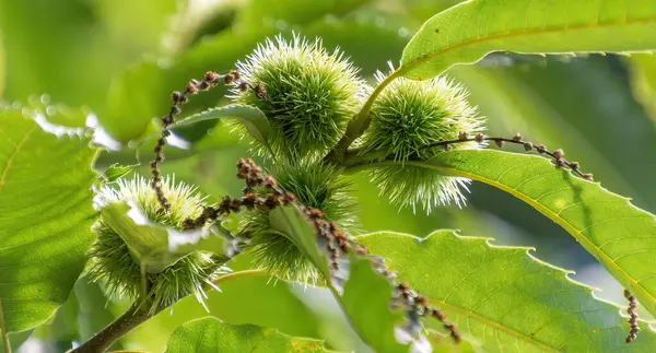 Kestane Ağacı Meyvelerinin Yakın Plan Çekimi — Stok fotoğraf