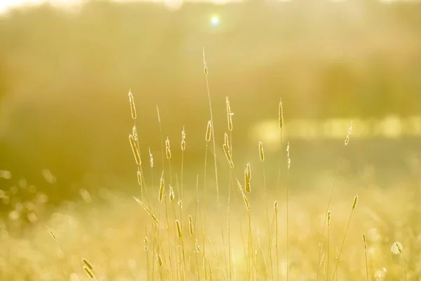 在明亮的阳光下 田野里一幅幅美丽的薄薄的植物照片 背景凉爽 — 图库照片
