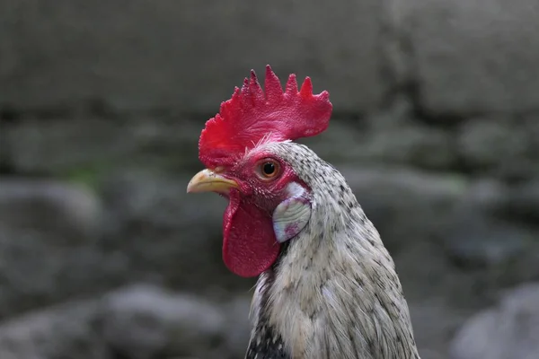 在模糊的背景下农场里一只公鸡的肖像 — 图库照片