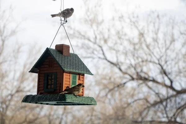 Closeup View Bird House Two Small Birds Standing Tree Branches — Stock Photo, Image