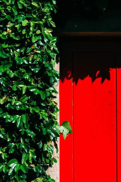 Immagine Verticale Una Porta Rossa Foglie Verdi — Foto Stock