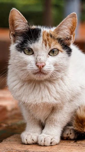 Eine Vertikale Aufnahme Einer Calico Katze Auf Dem Verschwommenen Hintergrund — Stockfoto