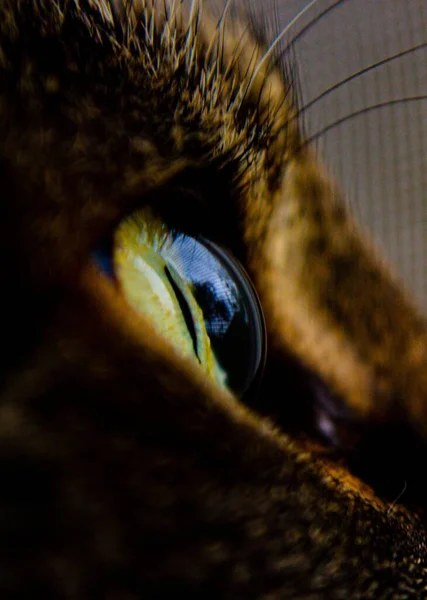 A vertical close-up of a black cat\'s eye reflecting the light