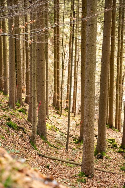 Vue Verticale Une Belle Forêt Automne Baden Wurtemberg Allemagne — Photo