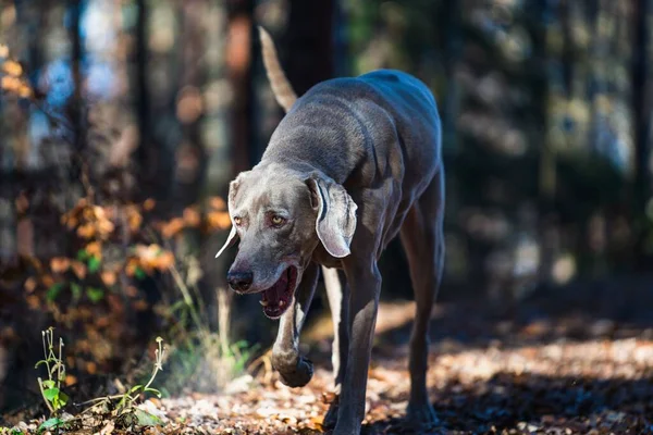 Uroczy Pies Weimaraner Szczęśliwie Spaceruje Lesie Niewyraźnym Tle — Zdjęcie stockowe