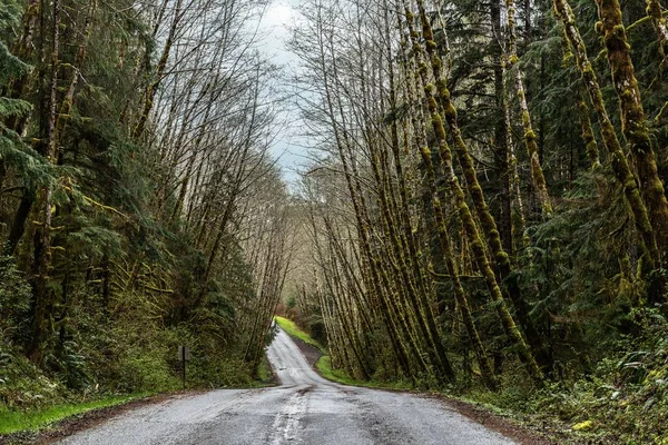 Uma Estrada Que Atravessa Árvores Florestais Parque Nacional Olímpico Eua — Fotografia de Stock
