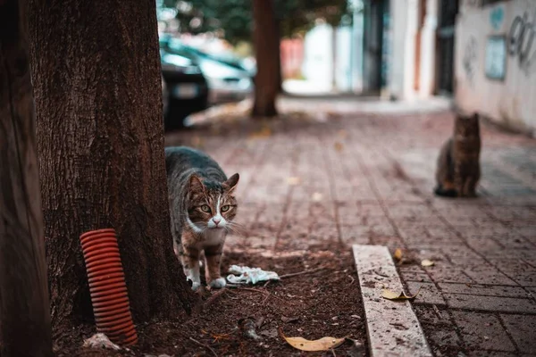 通りの木の横にある猫の選択的フォーカスショット — ストック写真