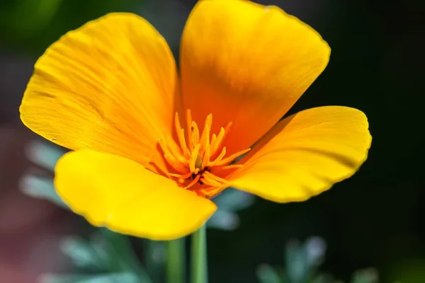 加利福尼亚一种罂粟的浅色聚焦点 加利福尼亚的一种黄花 — 图库照片