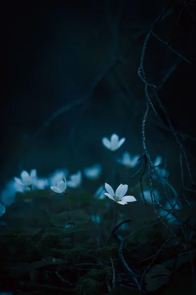 Vertical Closeup Shot Blooming Small White Wildflowers — ストック写真
